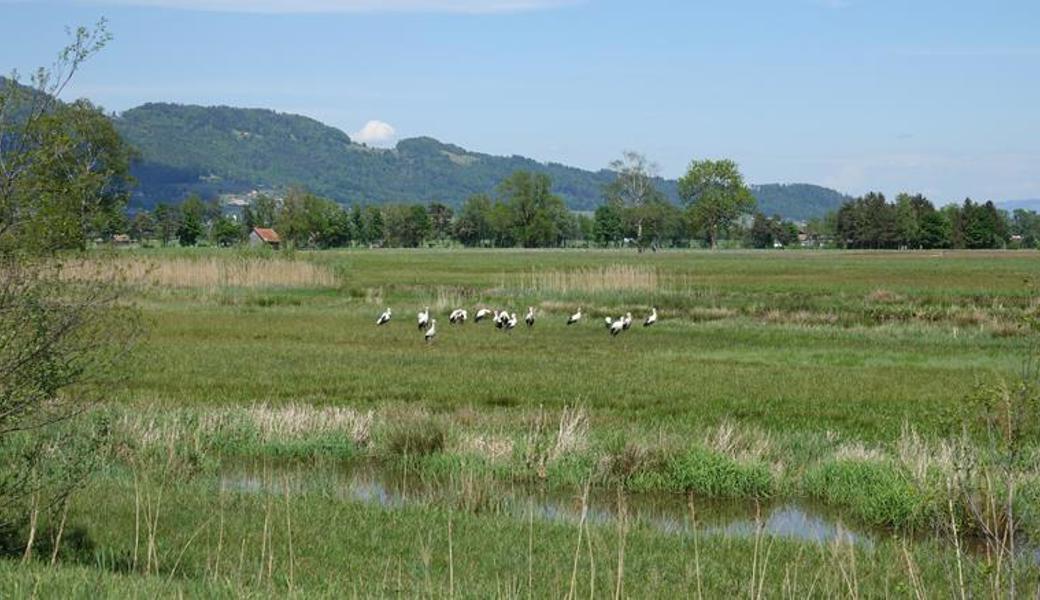 Störche haben besondere Anziehungskraft. Eine Annäherung querfeldein soll aber nicht vorkommen; wer das Riet besucht, soll auf den Wegen bleiben.