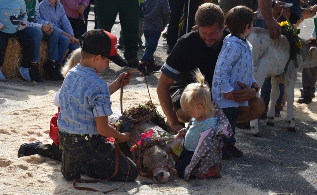Sture Kühe und schlafende Kälber bei der Viehschau
