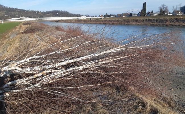 Gehölz und Gebüsch im Mittelwuhr entfernt – der Rhein fliesst wieder in einem aufgeräumten Bett