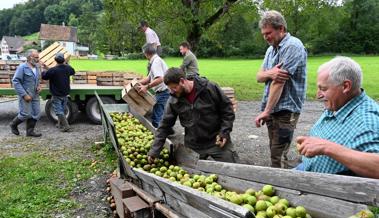 Obst verwerten statt verfaulen lassen