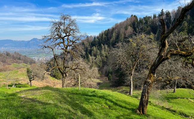 Biodiversitätsförderung im Rheintal: Riet-Projekt geht weiter, Herausforderungen bleiben