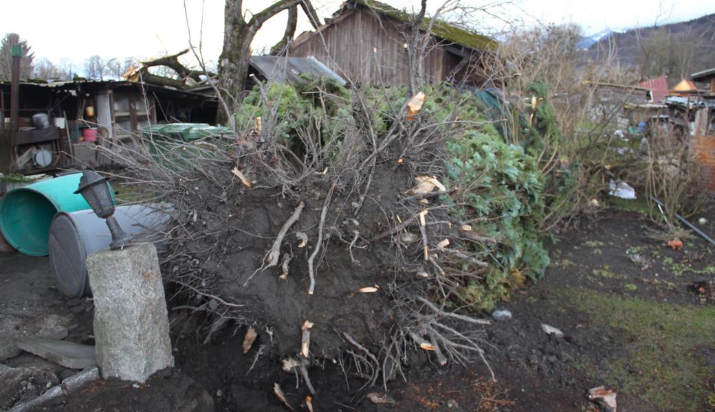 Wenigstens stürzte dieser Baum nicht noch auf Toni Herrsches Haus.