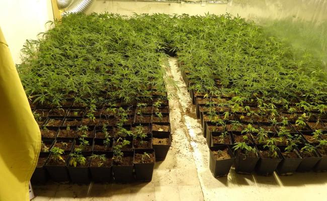 Hanfplantage mitten in der Stadt