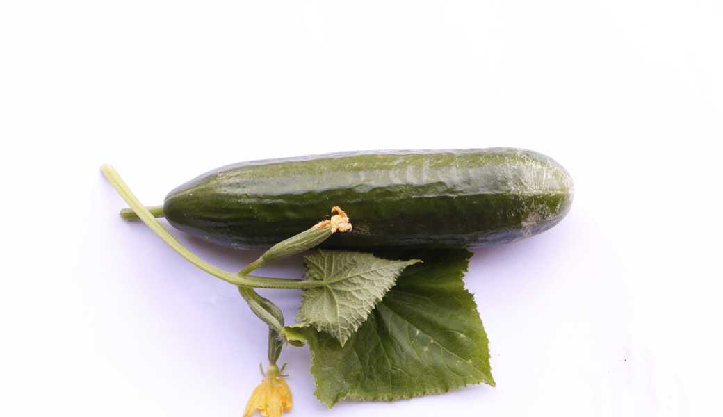 Gurken haben einen höheren Wasserbedarf als Tomaten, und im Gegensatz zu diesen lieben sie feuchte Blätter. 