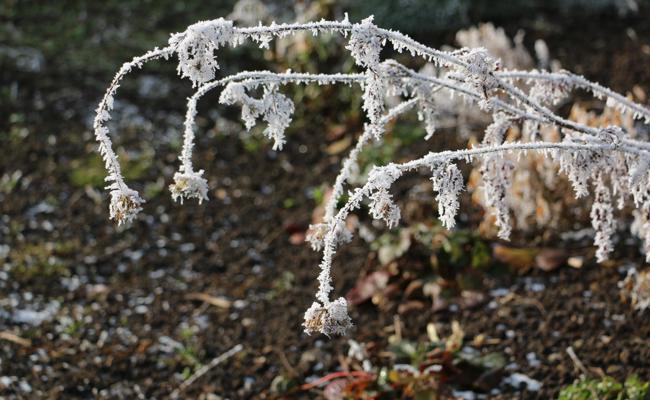 Garten: Bodenlockerer Frost