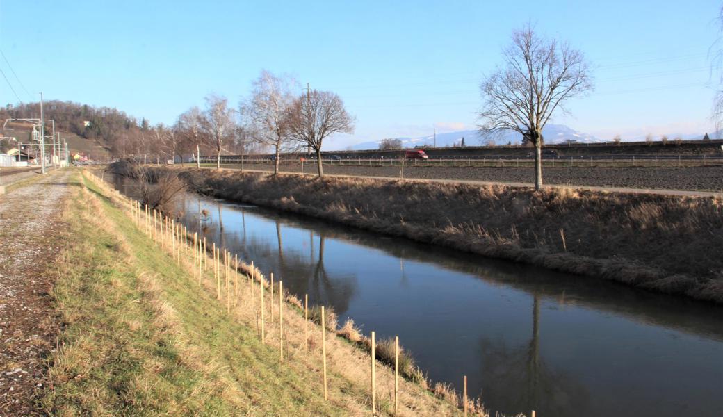 Auf der Höhe des Rheinobst-Gebäudes, südlich vom Auer Bahnhof, wurden viele Büsche gepflanzt, auf der anderen Seite kamen auch junge Bäume dazu, damit das Landschaftsbild mit Allee langfristig erhalten bleibt.
