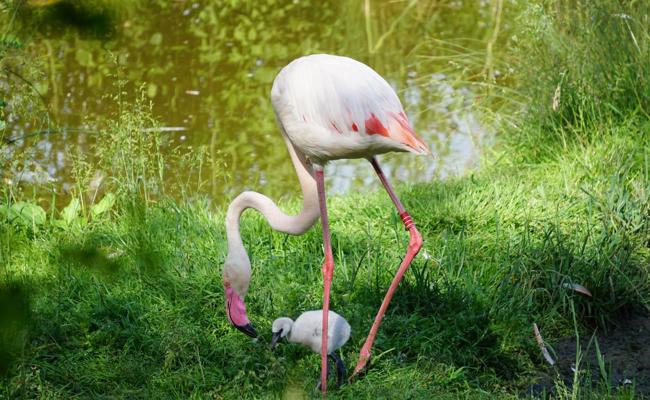 Walter Zoo hat Flamingo-Nachwuchs