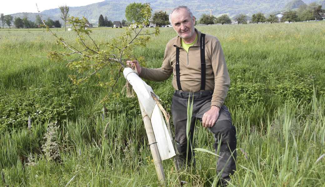 Christian Büchel zeigt einen gebrochenen Jungbaum: «Vermutlich hängen sich Betrunkene an die Äste, bis der Stamm bricht. Das Gescheiteste, das ihnen passieren kann, wäre kopfvoran in die Rietaach zu stürzen. Dann wären sie wieder bei Sinnen.» 