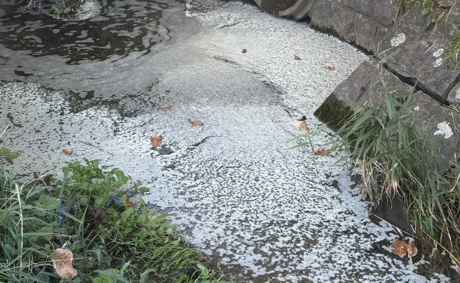 Graue Ablagerungen und weisser Schaum: Mehrere tote Fische in der Länderenaach