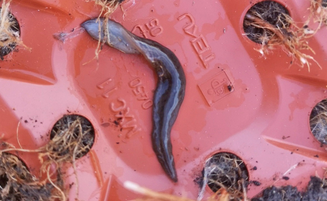 Der Neuseeländische Riesenregenwurm ist der Feind unserer Regenwürmer