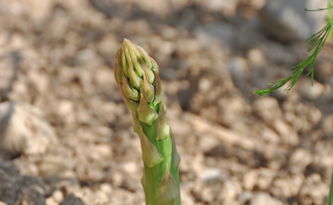 Warum sich der Anbau von Grünspargel im eigenen Garten wirklich lohnt