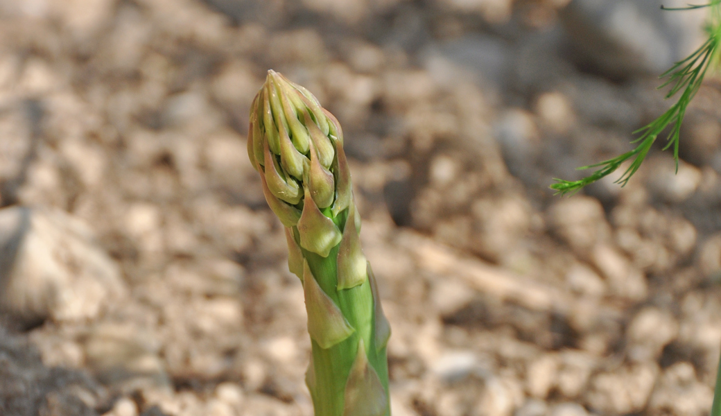 Warum sich der Anbau von Grünspargel im eigenen Garten wirklich lohnt