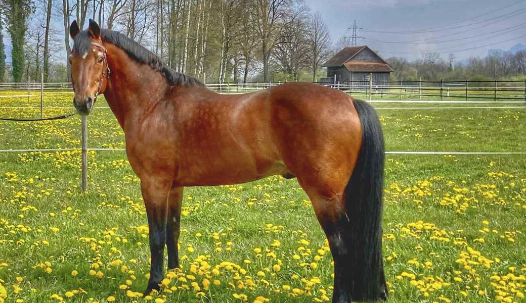 Der 1996 geborene Nejack ist einer von sechs Freiberger-Hengsten vom Nationalgestüt Avenches, die am Sonntag in Diepoldsau vorgeführt werden. 