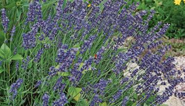 Duft der Provence