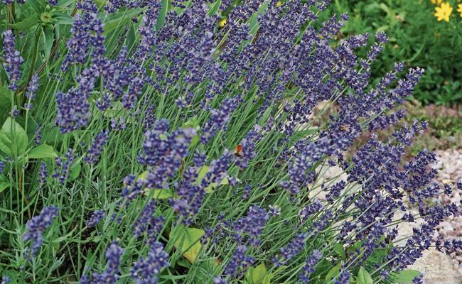 Duft der Provence