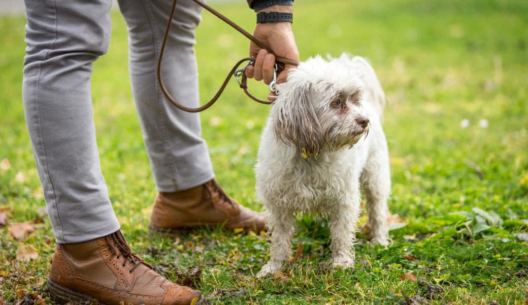 sowie die Pflicht, Hunde an diversen Orten anzuleinen.