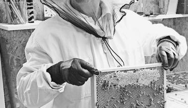 In die Welt der Bienen eingetaucht