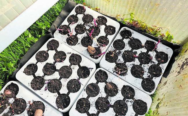 Garten: Kartoffeln vorkeimen lassen