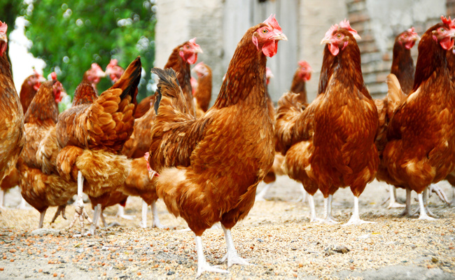 Im Umgang mit Geflügel wichtige Hygieneregeln einhalten