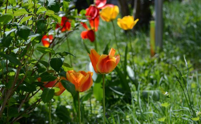 Osterspaziergang im Rheintal