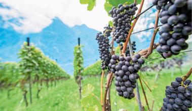 Eine kleinere, aber «ganz schöne» Ernte