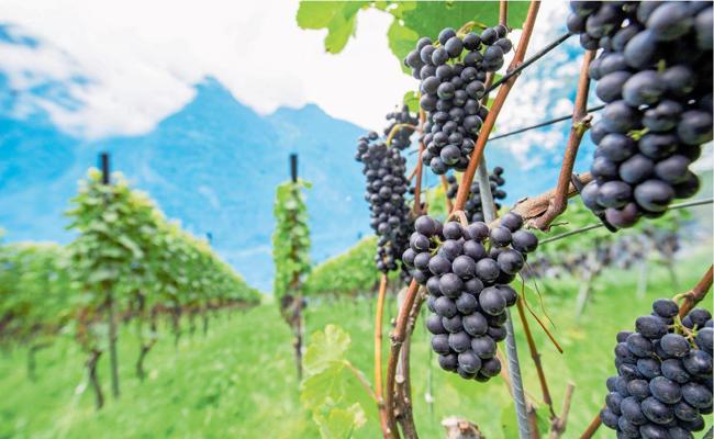 Eine kleinere, aber «ganz schöne» Ernte