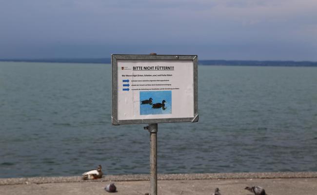 Altes Brot schadet den Enten