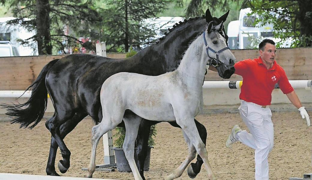 Siegerhengst Peppino von Wichenstein drehte mit Mutter Prada stolz seine Runden.Bild: Sandra Leibacher