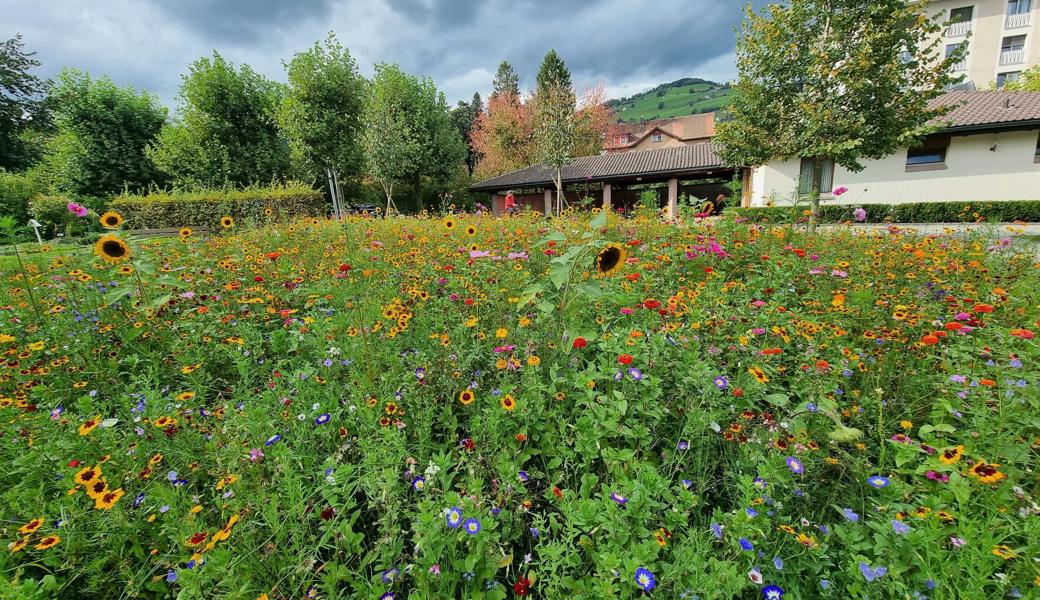 Diese prächtige Blumenwiese hat 2021 viel Freude bereitet. Bald erblüht sie wieder, um eine zweite derartige Wiese ergänzt.