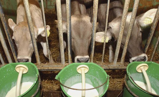 Preisgewinner vernachlässigt Tiere