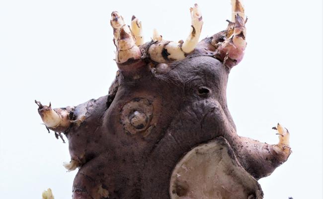 Yacon liefert die Brutknollen