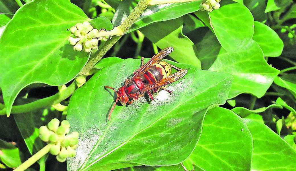Hornissen sehen gefährlicher aus als Wespen, sind aber friedlicher als ihre kleinen Verwandten. Bild: Bert Stankowski