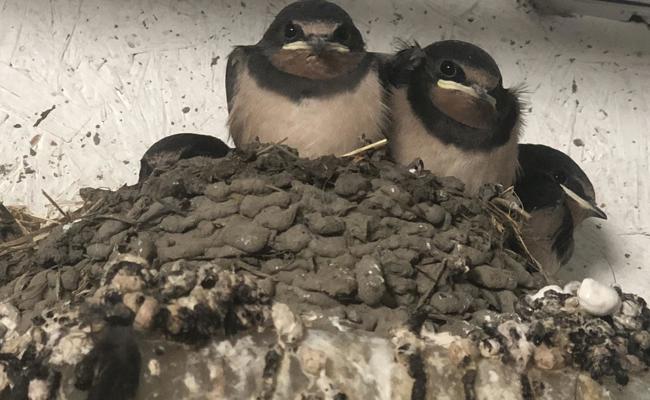 Kalter Frühling bremst Vogelbrut