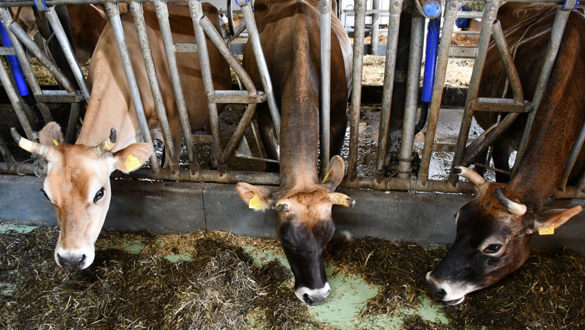 Die Jersey-Kühe geniessen die Kühle im heimischen Stall.