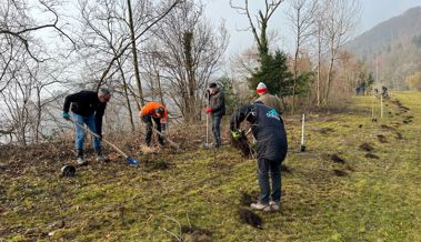 Rotary-Club Rheintal setzt sich mit Partnern in der Natur ein