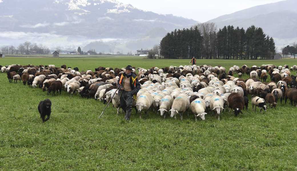 Der Hirte kümmert sich um jedes einzelne seiner Schafe in der Herde.