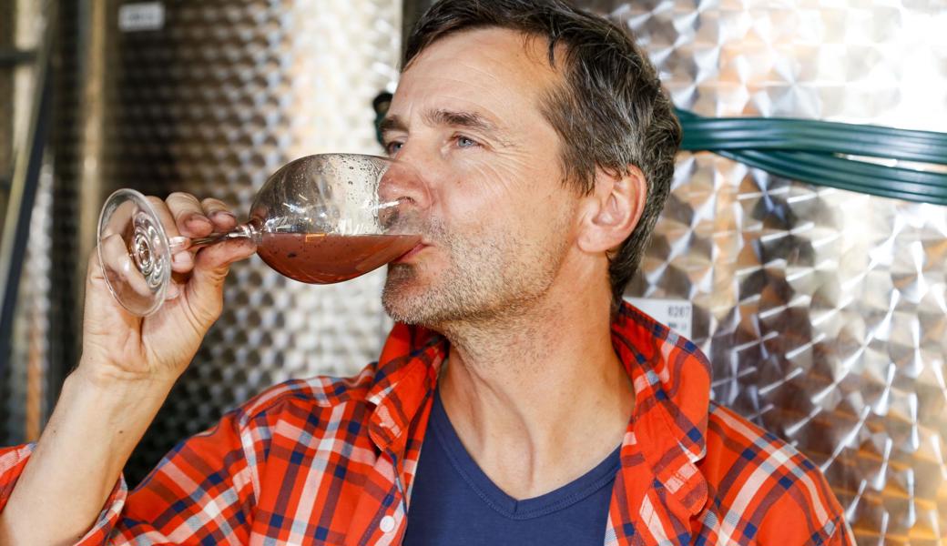 Winzer Tom Kobel vom "Ochsentorkel" in Thal kostet den frisch gepressten Traubensaft, der zu Wein vergoren wird.