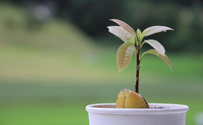 Züchte deinen eigenen Avocado-Baum