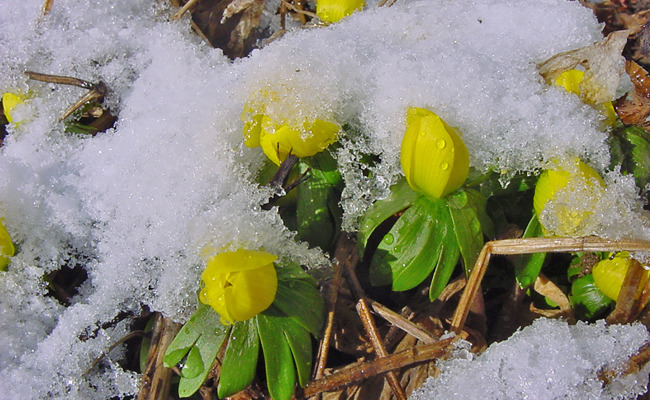 Wie Winterblüher Frost und Schnee trotzen und uns mitten im Winter gefallen