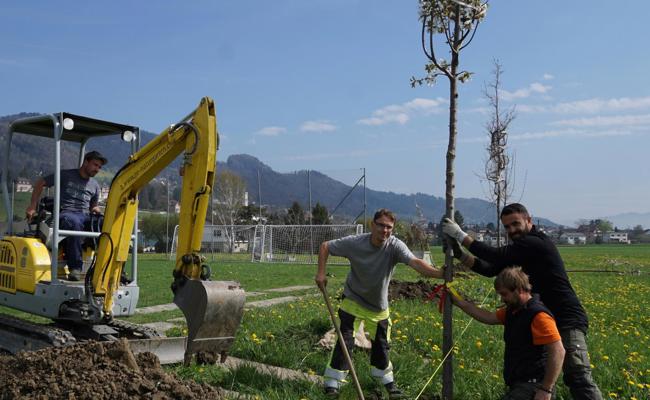 15 Hochstammbäume gepflanzt