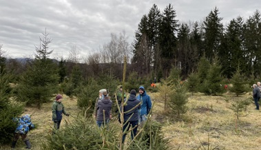 Christbaum geholt bei der Ortsgemeinde Schmitter