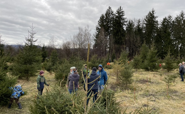 Christbaum geholt bei der Ortsgemeinde Schmitter