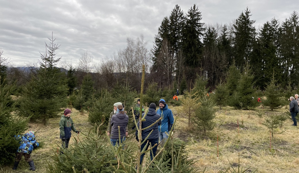 In der Christbaumkultur der Ortsgemeinde Schmitter können die Christbäume selbst ausgesucht und gleich mitgenommen werden.
