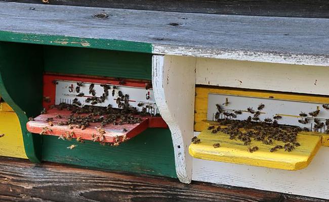 Unterschied von Bio und Bio-dynamisch wird aufgezeigt