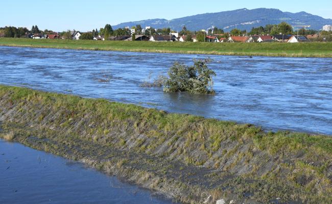 Wieder läuft der Rhein ins Vorland