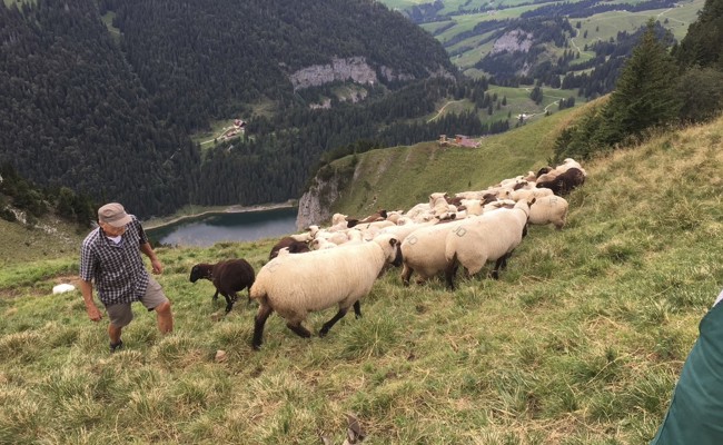 Alp-Idylle ist dem Stress gewichen: Mit Sorge sehen die Schafzüchter der Sömmerung entgegen