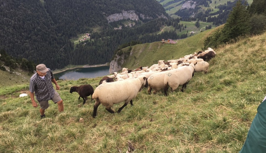 Landwirt Josef Deiss aus Lüchingen zieht mit seinen Schafen zur Sömmerung auf die Staubern Alp. 