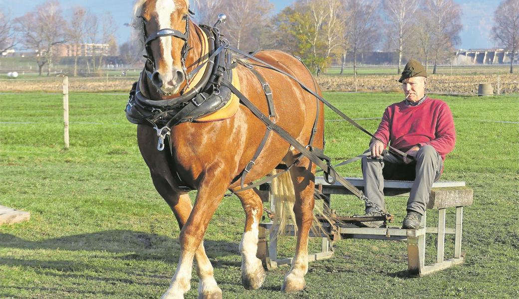 Hufschmid Otto Waibel aus Balgach mit seiner Stute Sunshine beim entspannten Ziehen des Holzschlittens.