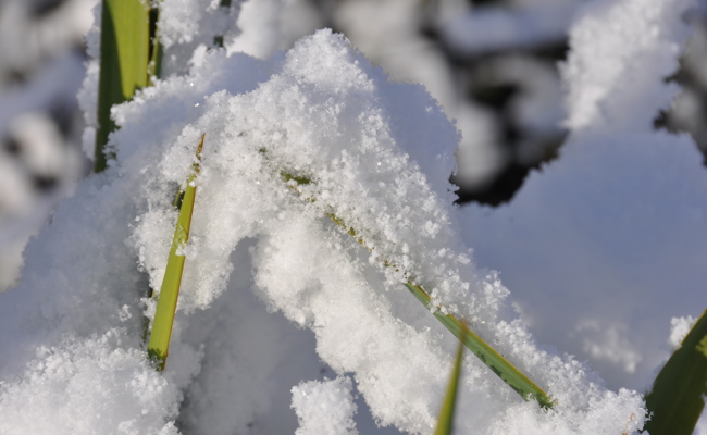 Auch nach einem milden Februar kann es im März noch einmal einen Wintereinbruch geben