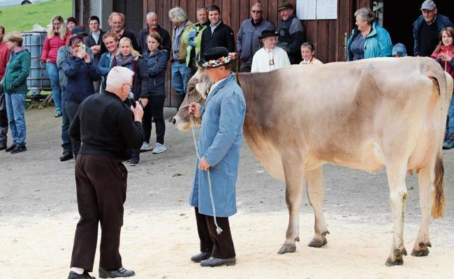 Ums schönste Vieh wettstreiten